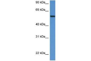 Western Blotting (WB) image for anti-Proto-oncogene tyrosine-protein kinase Src (Src) (N-Term) antibody (ABIN486941) (Src Antikörper  (N-Term))