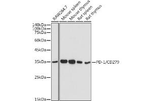 Western blot analysis of extracts of various cell lines, using PD-1/CD279 antibody (ABIN6127594, ABIN6145334, ABIN6145335 and ABIN6221230) at 1:500 dilution. (PD-1 Antikörper  (AA 21-170))