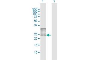 Western Blot analysis of FOLR1 expression in transfected 293T cell line by FOLR1 MaxPab polyclonal antibody.