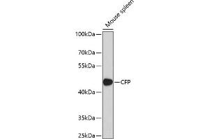 CFP antibody  (AA 190-469)