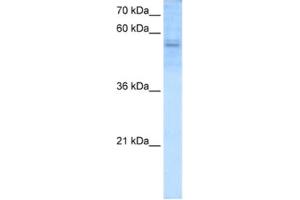 Western Blotting (WB) image for anti-Recombination Signal Binding Protein For Immunoglobulin kappa J Region (RBPJ) antibody (ABIN2460193) (RBPJ Antikörper)
