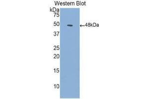 Western Blotting (WB) image for anti-Activin Receptor Type I (ACRV1) (AA 208-340) antibody (ABIN7438916)