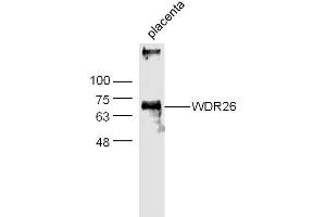 Mouse Placenta lysates probed with WDR26 Polyclonal Antibody, Unconjugated  at 1:300 dilution and 4˚C overnight incubation.