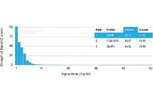 Analysis of Protein Array containing >19,000 full-length human proteins using Granzyme B Monospecific Mouse Monoclonal Antibody (GZMB/3056) Z- and S- Score: The Z-score represents the strength of a signal that a monoclonal antibody (MAb) (in combination with a fluorescently-tagged anti-IgG secondary antibody) produces when binding to a particular protein on the HuProtTM array.