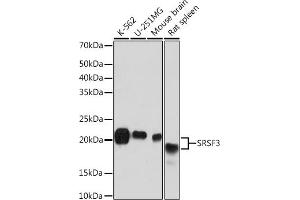 Western blot analysis of extracts of various cell lines, using SRSF3 Rabbit mAb (ABIN7270216) at 1:1000 dilution. (SRSF3 Antikörper)