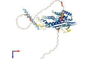 Septin 4 Protein (SEPT4) (AA 1-478) (His tag)