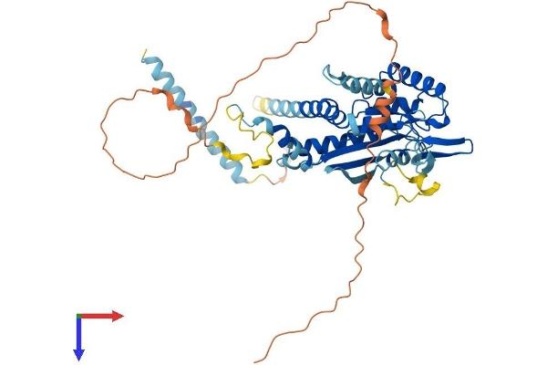 Septin 4 Protein (SEPT4) (AA 1-478) (His tag)