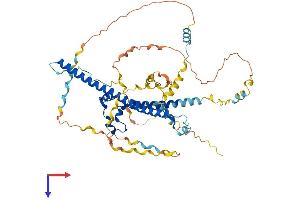 WASF2 Protein (AA 1-498) (His tag)