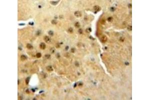 Used in DAB staining on fromalin fixed paraffin-embedded Brain tissue (DGKZ Antikörper  (AA 695-932))