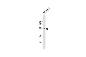 Anti-BRP16 Antibody (Center) at 1:1000 dilution + ZR-75-1 whole cell lysate Lysates/proteins at 20 μg per lane. (FAM203B Antikörper  (AA 254-280))
