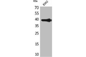 Western Blot analysis of K562 cells using HSP77/76 Polyclonal Antibody (HSPA7 Antikörper  (Internal Region))