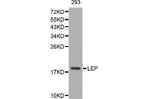 Western blot analysis of extracts of 293 cell line, using LEP antibody. (Leptin Antikörper)