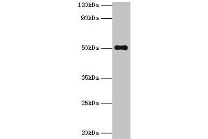 Western blot All lanes: TMLHE antibody at 2 μg/mL + MCF-7 whole cell lysate Secondary Goat polyclonal to rabbit IgG at 1/10000 dilution Predicted band size: 50, 47, 39, 45, 43, 42, 51 kDa Observed band size: 50 kDa (TMLHE Antikörper  (AA 16-376))