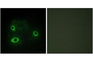 Immunofluorescence analysis of COS7 cells, using COX42 Antibody. (COX4I2 Antikörper  (AA 31-80))