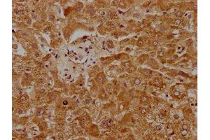 IHC image of ABIN7163540 diluted at 1:1000 and staining in paraffin-embedded human liver tissue performed on a Leica BondTM system. (PLG Antikörper  (AA 103-343))