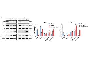 SKA3 inhibited the interaction between CDK2 and p53. (SKA3 Antikörper  (AA 201-300))