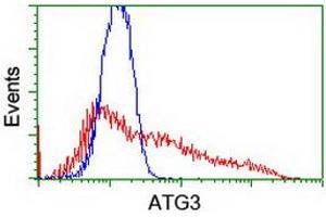 Image no. 4 for anti-ATG3 Autophagy Related 3 (ATG3) antibody (ABIN1496762)