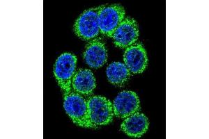 Immunofluorescence (IF) image for anti-Hypoxia Up Regulated 1 (HYOU1) antibody (ABIN3003137) (HYOU1 Antikörper)