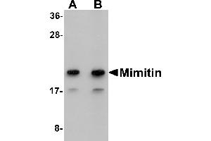 Western blot analysis of Mimitin in Raji cell lysate with Mimitin antibody at (A) 1 and (B) 2 µg/mL.