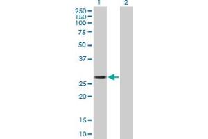 Western Blot analysis of LIN28 expression in transfected 293T cell line by LIN28 MaxPab polyclonal antibody.