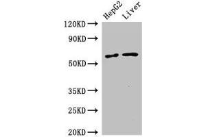 Western Blot Positive WB detected in: HepG2 whole cell lysate, Mouse liver tissue All lanes: SLC2A9 antibody at 2. (SLC2A9 Antikörper  (AA 473-511))