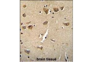 CPLX3 Antibody (Center) (ABIN654609 and ABIN2844309) immunohistochemistry analysis in formalin fixed and paraffin embedded human brain tissue followed by peroxidase conjugation of the secondary antibody and DAB staining. (CPLX3 Antikörper  (AA 52-81))