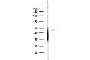 anti-StAR-Related Lipid Transfer (START) Domain Containing 7 (STARD7) (C-Term) antibody