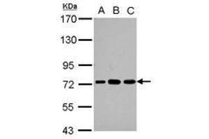 Image no. 2 for anti-Poly(A) Binding Protein, Cytoplasmic 3 (PABPC3) (AA 411-631) antibody (ABIN1500005)
