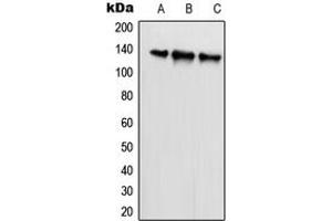 Western blot analysis of SCAF1 expression in HeLa (A), U2OS (B), NIH3T3 (C) whole cell lysates. (SCAF1 Antikörper  (N-Term))