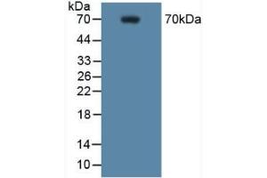 Detection of COX 2 in Mouse RAW 2647 Cells using Polyclonal Antibody to Cyclooxygenase-2 (COX 2) (PTGS2 Antikörper  (AA 187-425))