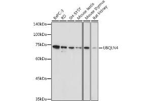 Western blot analysis of extracts of various cell lines, using UBQLN4 antibody (ABIN7271124) at 1:1000 dilution. (UBQLN4 Antikörper  (AA 300-390))