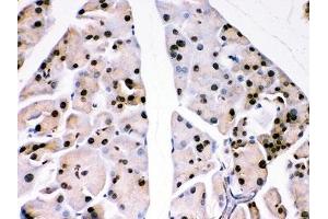 IHC-P: DJ-1 antibody testing of mouse pancreas tissue. (PARK7/DJ1 Antikörper  (AA 2-189))
