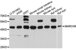 Western blot analysis of extracts of various cells, using MARCH9 antibody. (MARCH9 Antikörper)