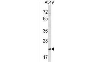 Western Blotting (WB) image for anti-SLAM Family Member 9 (SLAMF9) antibody (ABIN2998643) (SLAMF9 Antikörper)