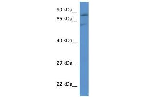 WB Suggested Anti-Slc26a2 Antibody   Titration: 1. (SLC26A2 Antikörper  (C-Term))