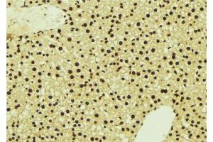 ABIN6277124 at 1/100 staining Mouse liver tissue by IHC-P. (NDRG1 Antikörper  (C-Term))