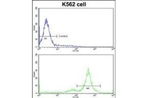 Flow cytometric analysis of K562 cells using PTK2 Antibody (Center)(bottom histogram) compared to a negative control cell (top histogram)FITC-conjugated goat-anti-rabbit secondary antibodies were used for the analysis. (FAK Antikörper  (AA 396-423))