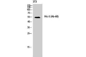 Western Blotting (WB) image for anti-Transforming Growth Factor beta 1 Induced Transcript 1 (TGFB1I1) (Tyr1586) antibody (ABIN3185002) (TGFB1I1 Antikörper  (Tyr1586))