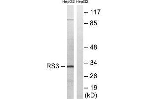 Western Blotting (WB) image for anti-Ribosomal Protein S3 (RPS3) (C-Term) antibody (ABIN1850588) (RPS3 Antikörper  (C-Term))
