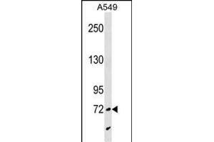SYTL4 Antibody (N-term) (ABIN1539426 and ABIN2850356) western blot analysis in A549 cell line lysates (35 μg/lane). (SYTL4 Antikörper  (N-Term))