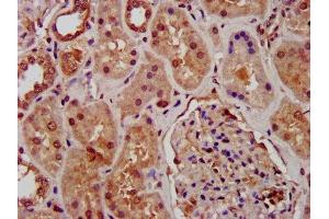 IHC image of ABIN7163811 diluted at 1:1000 and staining in paraffin-embedded human kidney tissue performed on a Leica BondTM system. (SUZ12 Antikörper  (AA 131-305))
