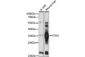 Western blot analysis of extracts of various cell lines, using FCN3 antibody (ABIN7267202) at 1:1000 dilution. (FCN3 Antikörper  (AA 13-288))