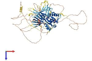 PACS2 Protein (AA 1-862) (His tag)