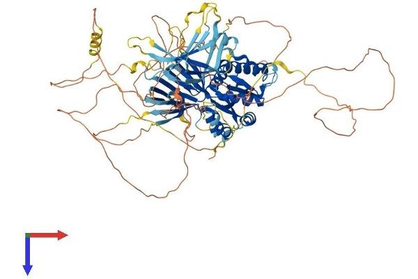 PACS2 Protein (AA 1-862) (His tag)