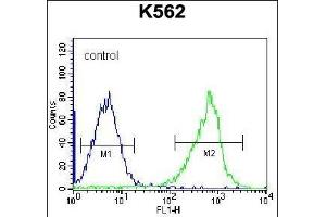 GSTM5 Antibody (N-term) (ABIN656656 and ABIN2845897) flow cytometric analysis of K562 cells (right histogram) compared to a negative control cell (left histogram). (GSTM5 Antikörper  (N-Term))