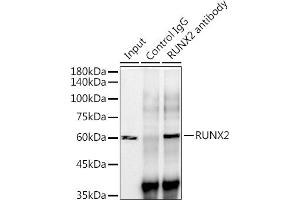Immunoprecipitation analysis of 300 μg extracts of Mouse testis cells using 3 μg RUNX2 antibody (ABIN7270117). (RUNX2 Antikörper)