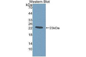 Western Blotting (WB) image for anti-Gremlin 1 (GREM1) (AA 26-184) antibody (ABIN1980415) (GREM1 Antikörper  (AA 26-184))