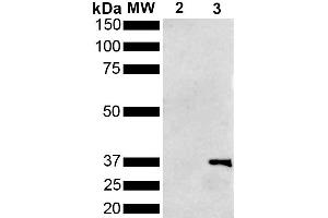 Western Blot analysis of Pseudomonas aeruginosa Metallothionein (PmtA) GST tagged showing detection of 36 kDa Metallothionein protein using Mouse Anti-Metallothionein Monoclonal Antibody, Clone 1F5 (ABIN5650707).