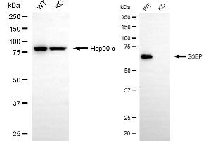 Western blotting analysis using G3BP antibody (ABIN7798814). (Rekombinanter G3BP1 Antikörper)