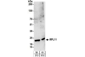 Western Blotting (WB) image for anti-Ribosomal Protein L11 (RPL11) (AA 128-178) antibody (ABIN7452967)